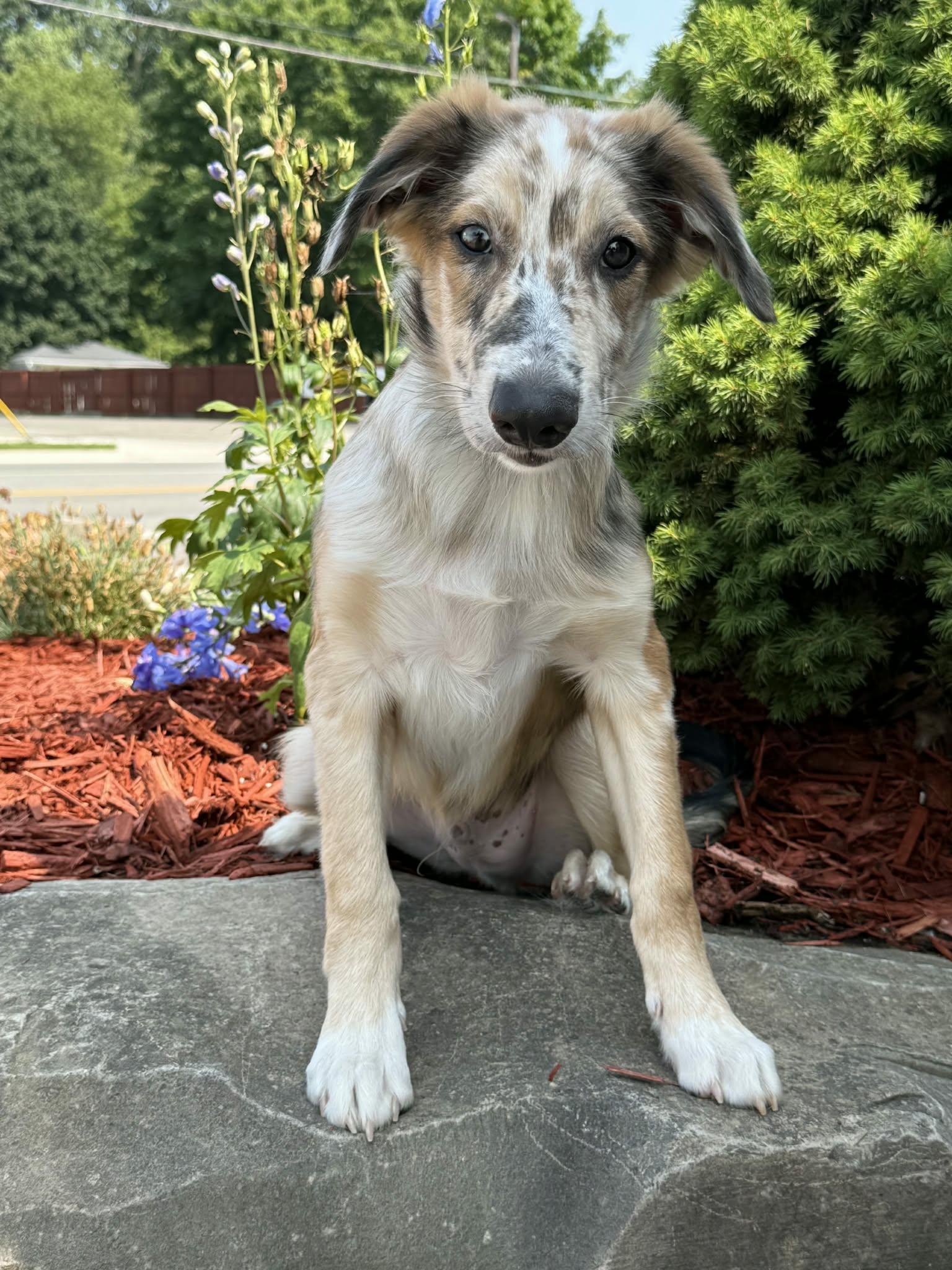 Enlarge Timberland, a Adoptable mixed breed in New Baltimore, MI image 5/6