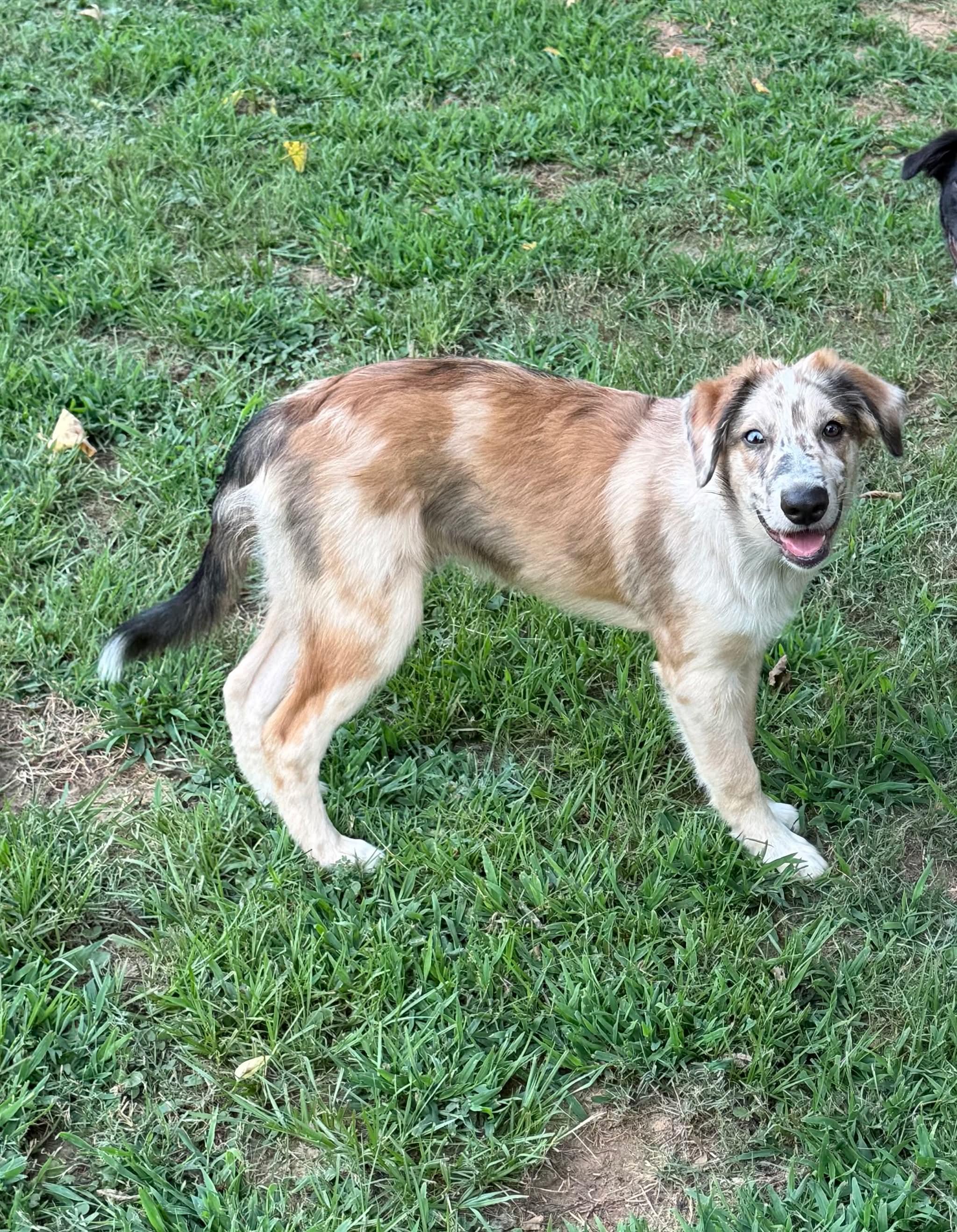 Enlarge Timberland, a Adoptable mixed breed in New Baltimore, MI image 6/6