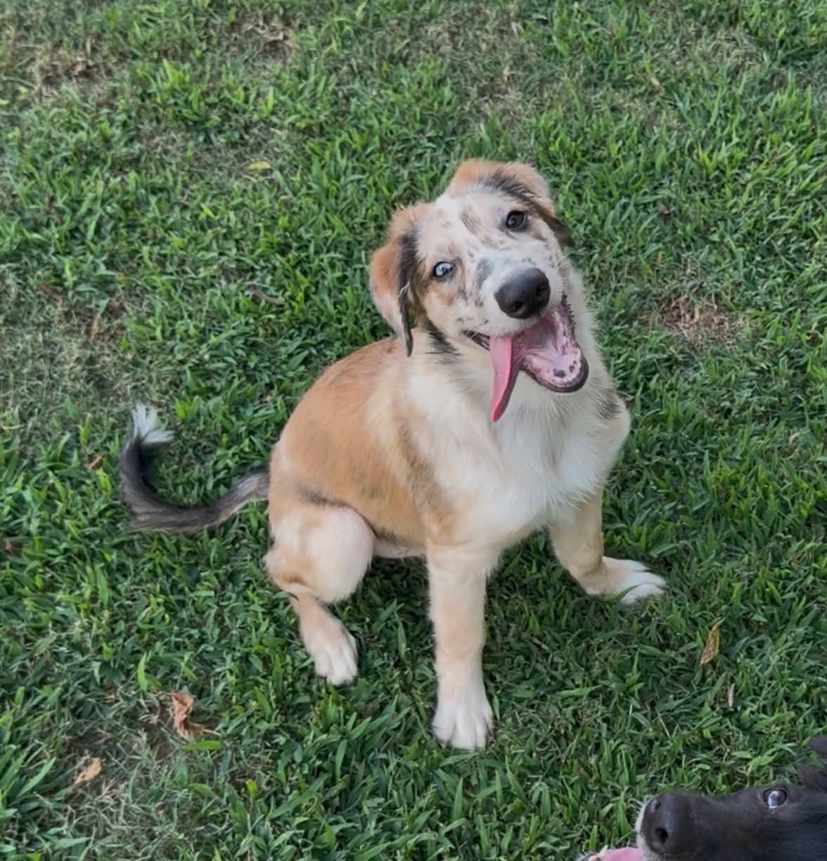 Timberland, Adoptable, Puppy Male Australian Shepherd & Border Collie.