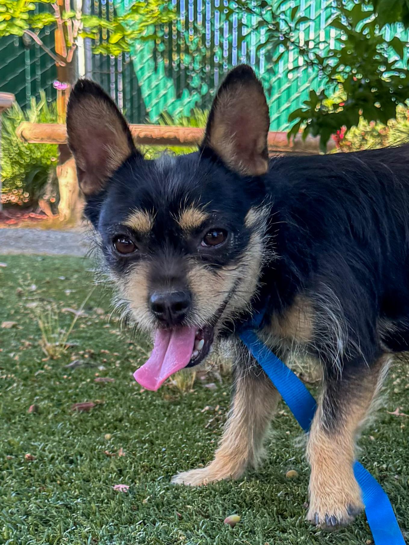 BUBBA, ADOPTABLE, Adult Male Terrier.