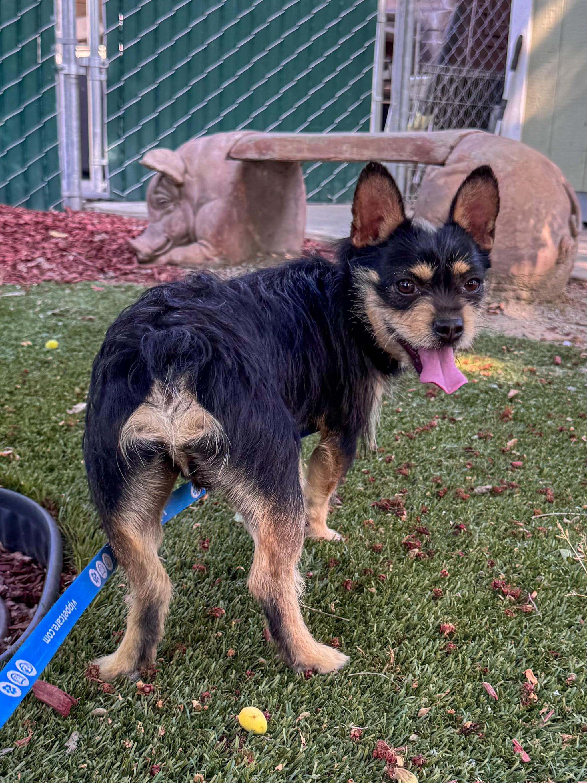 Enlarge BUBBA, a ADOPTABLE Terrier in Fresno, CA image 2/3