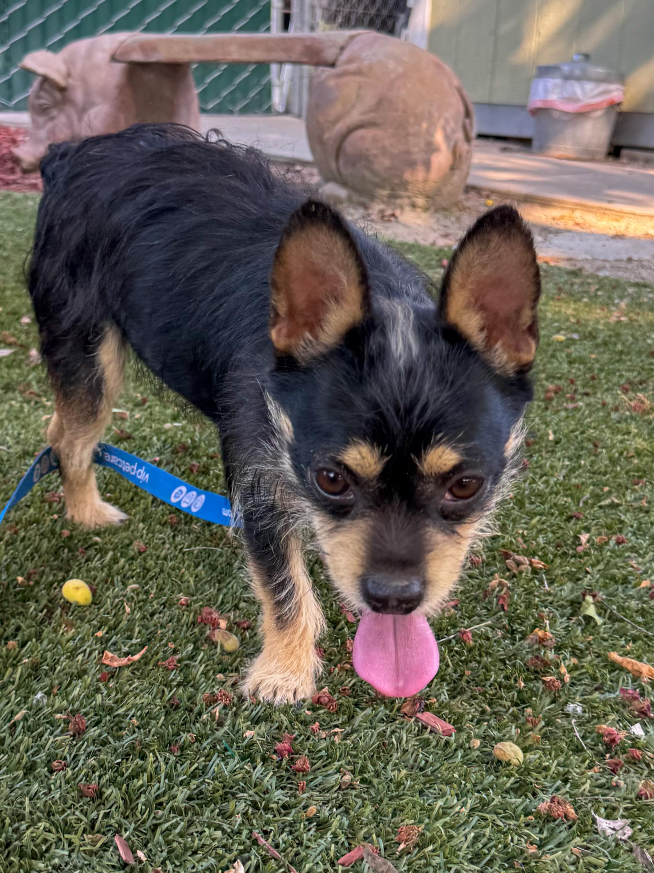 Enlarge BUBBA, a ADOPTABLE Terrier in Fresno, CA image 3/3
