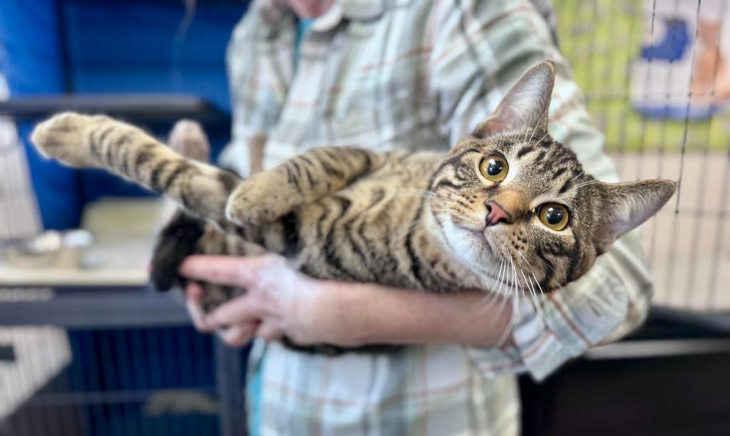 Gordito, Adoptable, Kitten Male Domestic Short Hair.