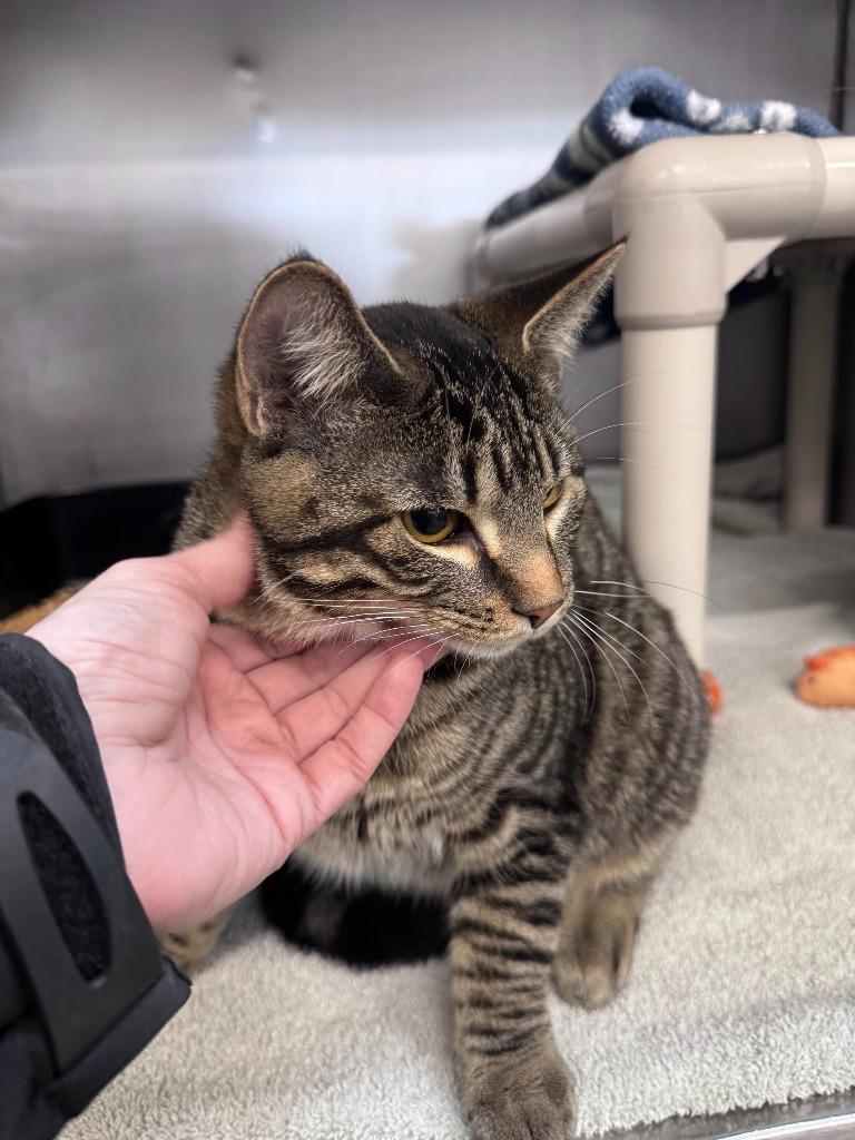 Enlarge Gordito, a Adoptable mixed breed in Gillette, WY image 2/2