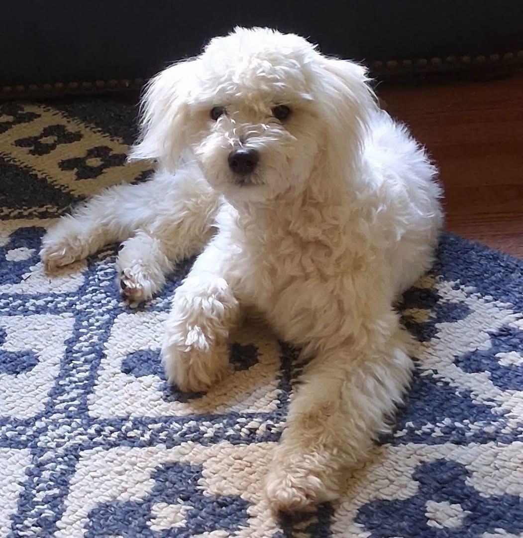 Enlarge Victor, an adopted Maltipoo in Matthews, NC image 1/1