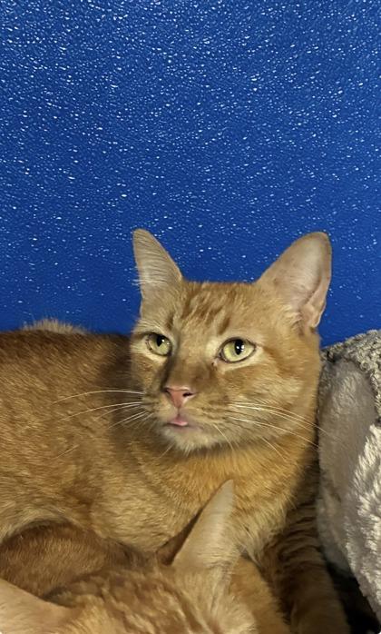Anatole, Adoptable, Adult Male Manx & Abyssinian.