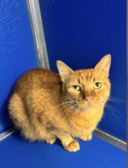 Enlarge Anatole, a Adoptable mixed breed in Picayune, MS image 2/3