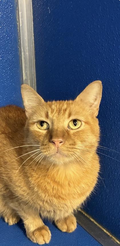 Enlarge Anatole, a Adoptable mixed breed in Picayune, MS image 3/3