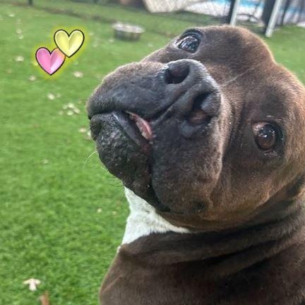 Enlarge Mazie, a Adoptable Mixed Breed in Palm Harbor, FL image 2/6