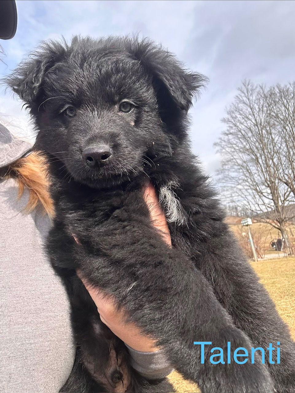 talenti, Adoptable, Puppy Male Poodle & Basset Hound.
