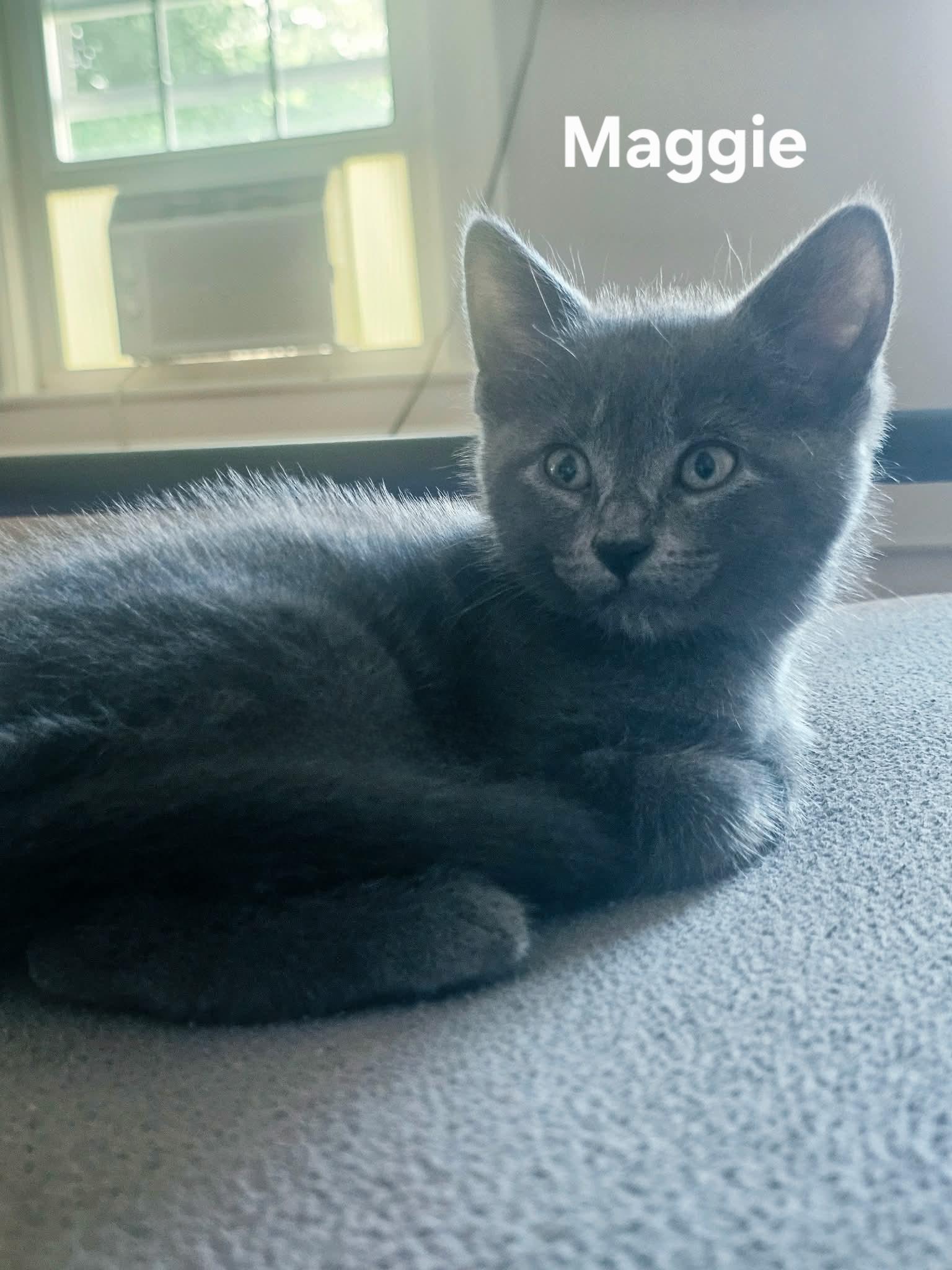 Enlarge Maggie, a ADOPTABLE Domestic Short Hair in Chicopee, MA image 1/1