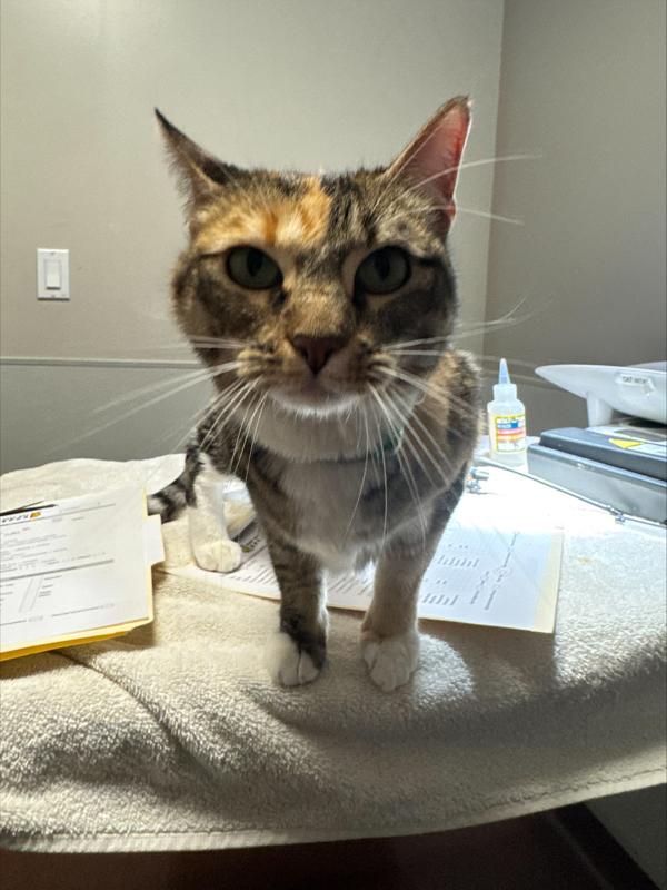 Layla, Adoptable, Adult Female Domestic Medium Hair.