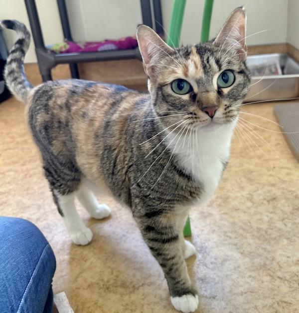 Layla, a Adoptable mixed breed in Dublin, CA image 2/3