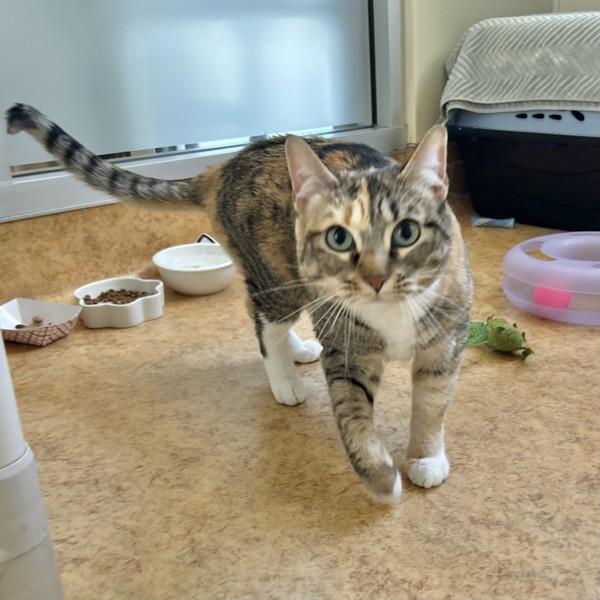 Layla, a Adoptable mixed breed in Dublin, CA image 3/3