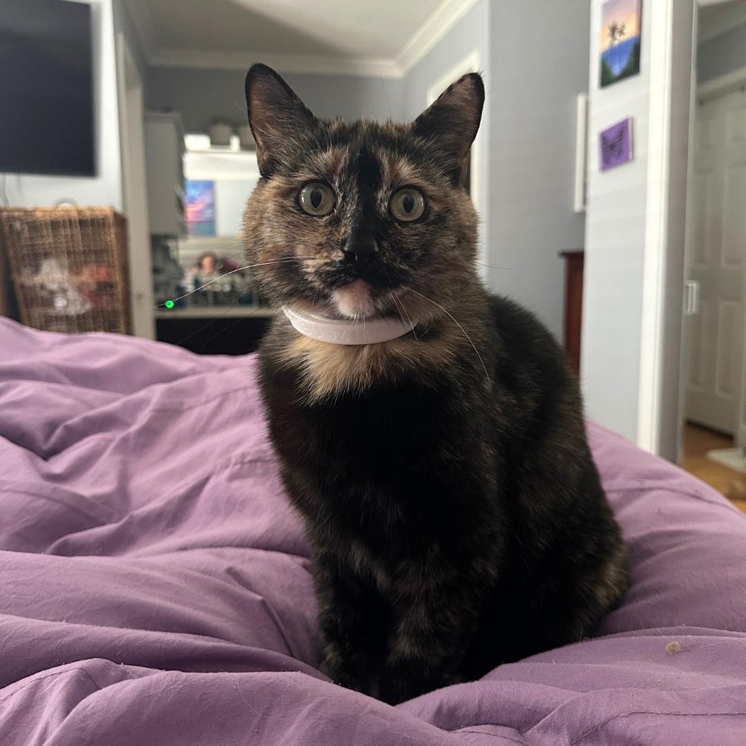 Emilie, Adult Female unknown