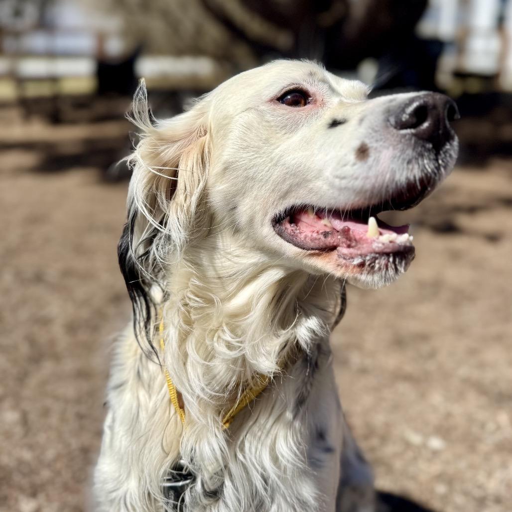 Stormy, Adoptable, Adult Male English Setter.