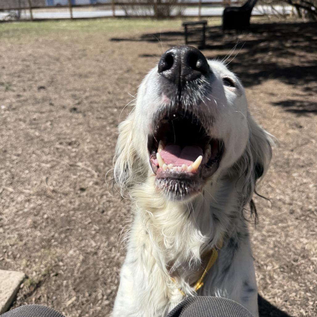 Enlarge Stormy, a Adoptable English Setter in Pittsford, VT image 2/6