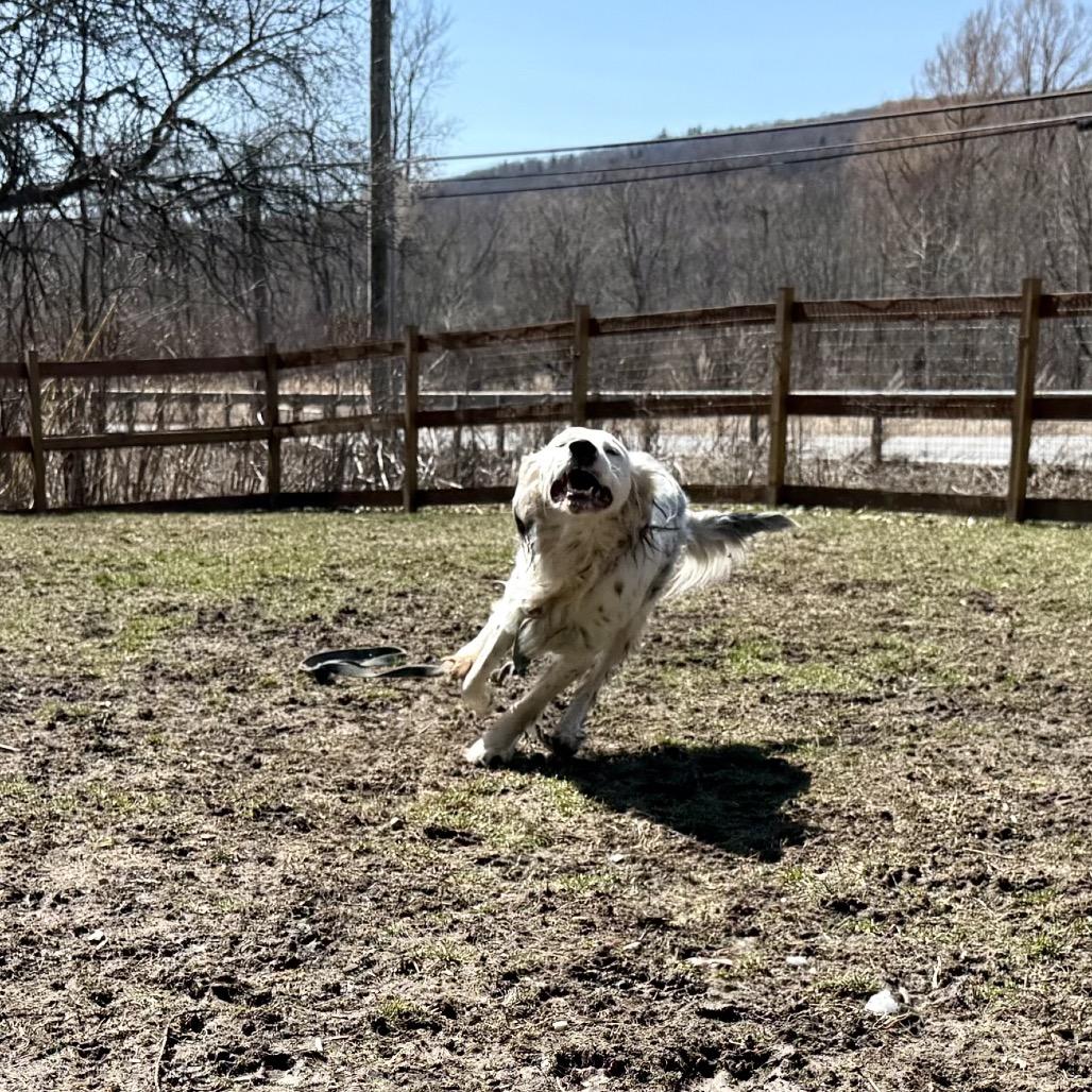 Enlarge Stormy, a Adoptable English Setter in Pittsford, VT image 3/6