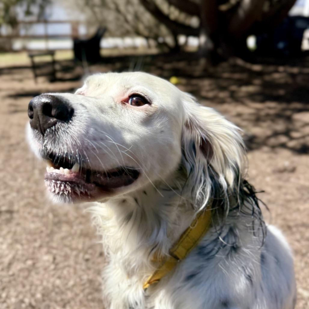 Enlarge Stormy, a Adoptable English Setter in Pittsford, VT image 4/6
