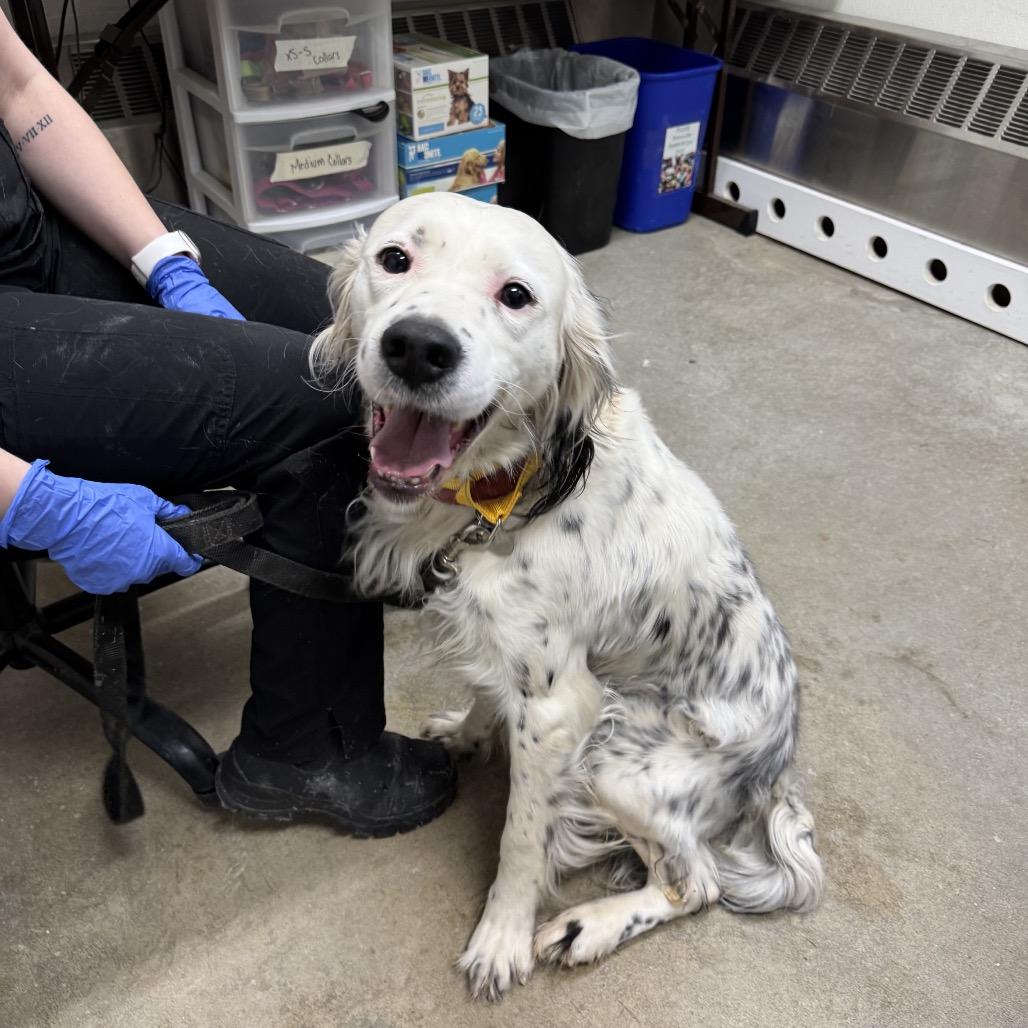 Enlarge Stormy, a Adoptable English Setter in Pittsford, VT image 5/6