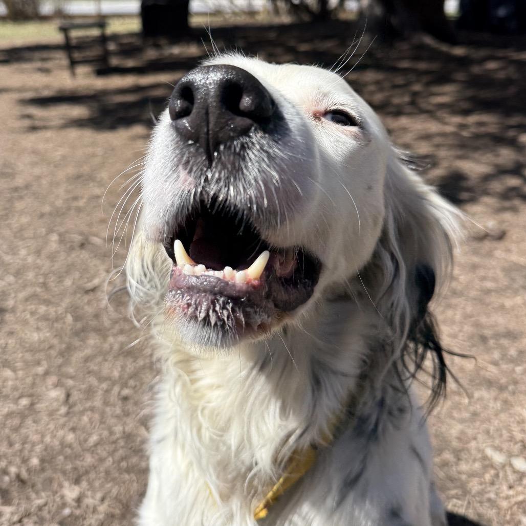 Enlarge Stormy, a Adoptable English Setter in Pittsford, VT image 6/6