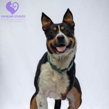 Duncan, Adoptable, Adult Male Mixed Breed & Mixed Breed.
