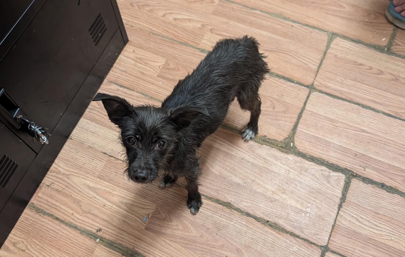 Luna, a ADOPTABLE mixed breed in Richmond, VA image 2/2