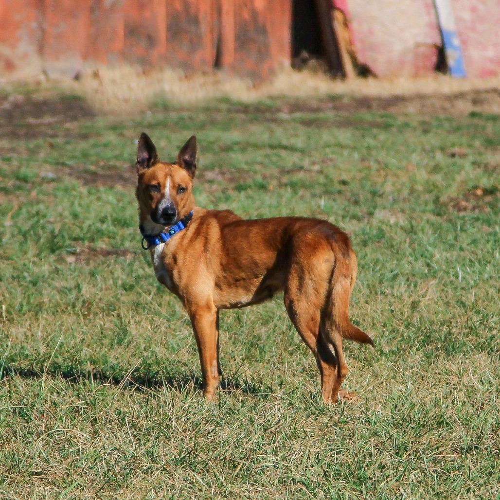 Pomegranate, Adoptable, Adult Female Mixed Breed.