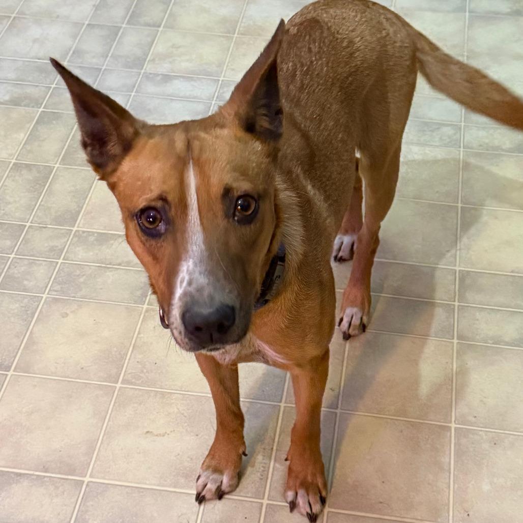 Enlarge Pomegranate, a Adoptable Mixed Breed in Columbia, MO image 2/5