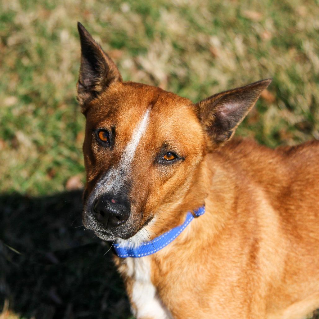 Enlarge Pomegranate, a Adoptable Mixed Breed in Columbia, MO image 3/5