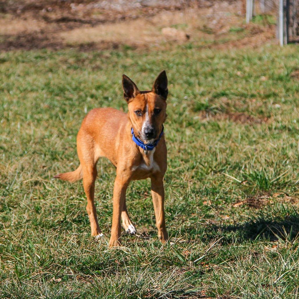 Enlarge Pomegranate, a Adoptable Mixed Breed in Columbia, MO image 4/5