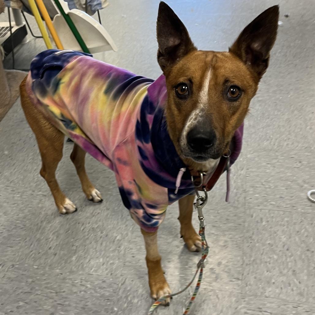 Enlarge Pomegranate, a Adoptable Mixed Breed in Columbia, MO image 5/5