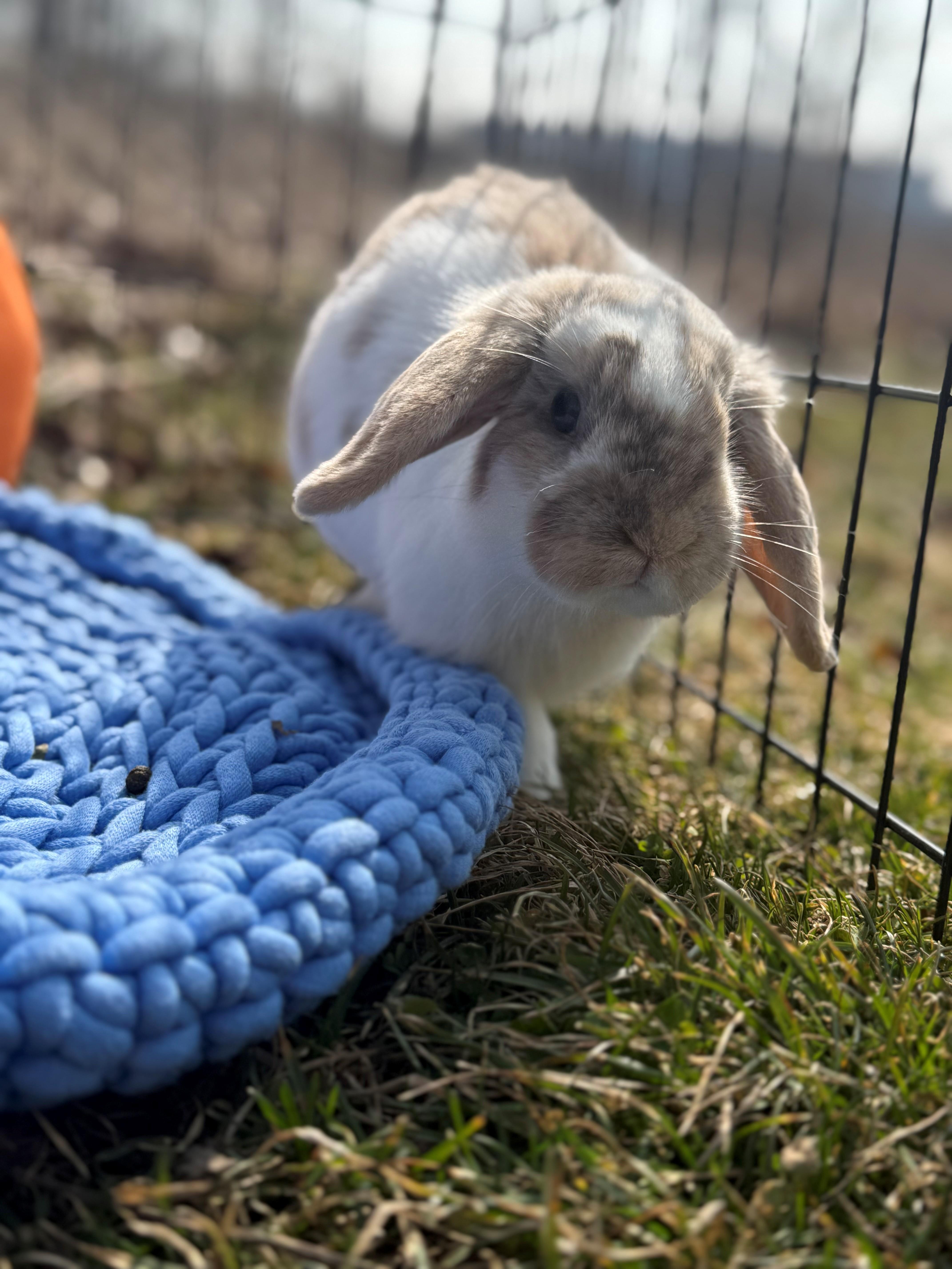 Lady Flopham, an adopted Lop Eared in Hamilton, ON image 4/5