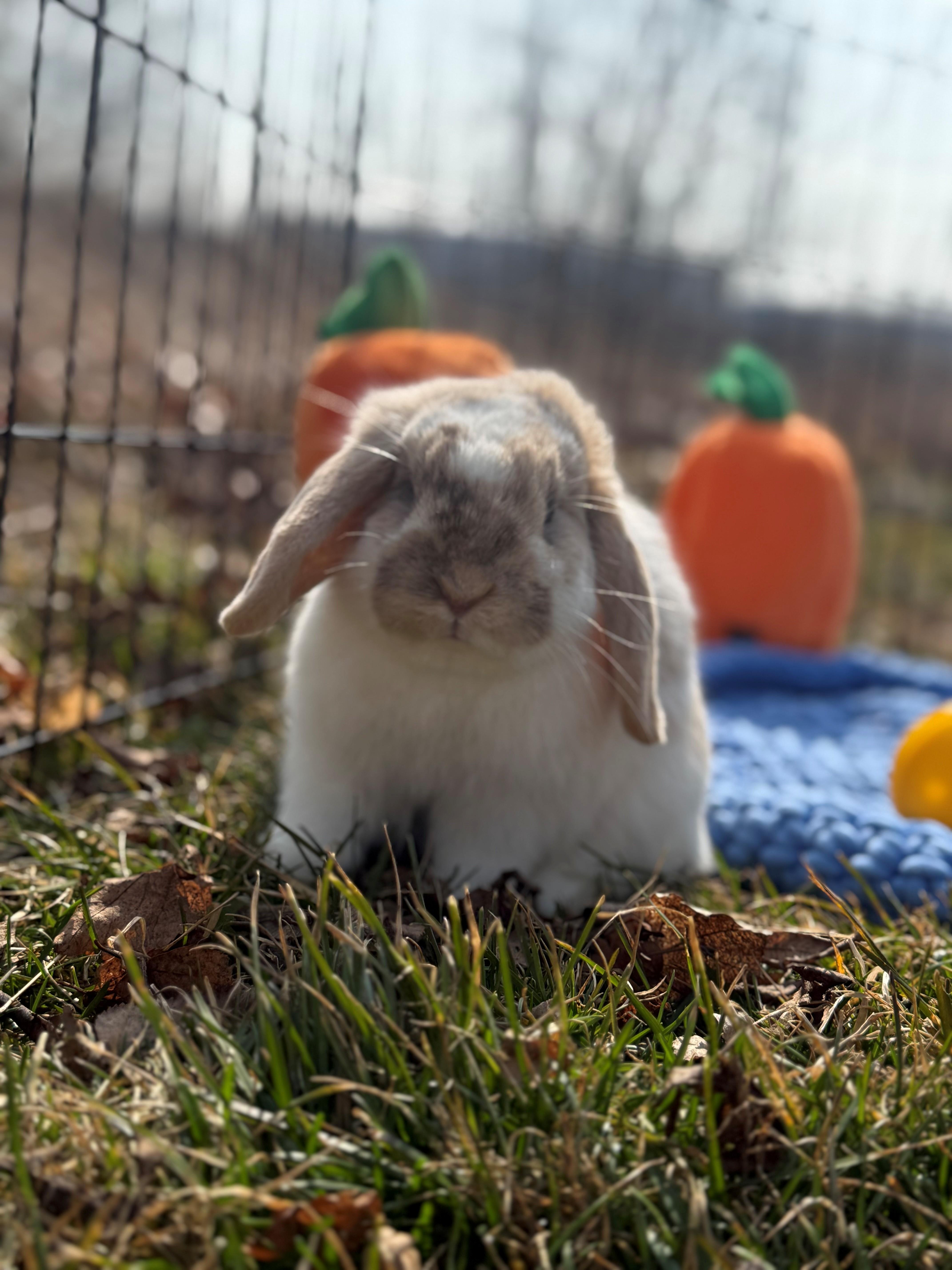 Lady Flopham, an adopted Lop Eared in Hamilton, ON image 5/5