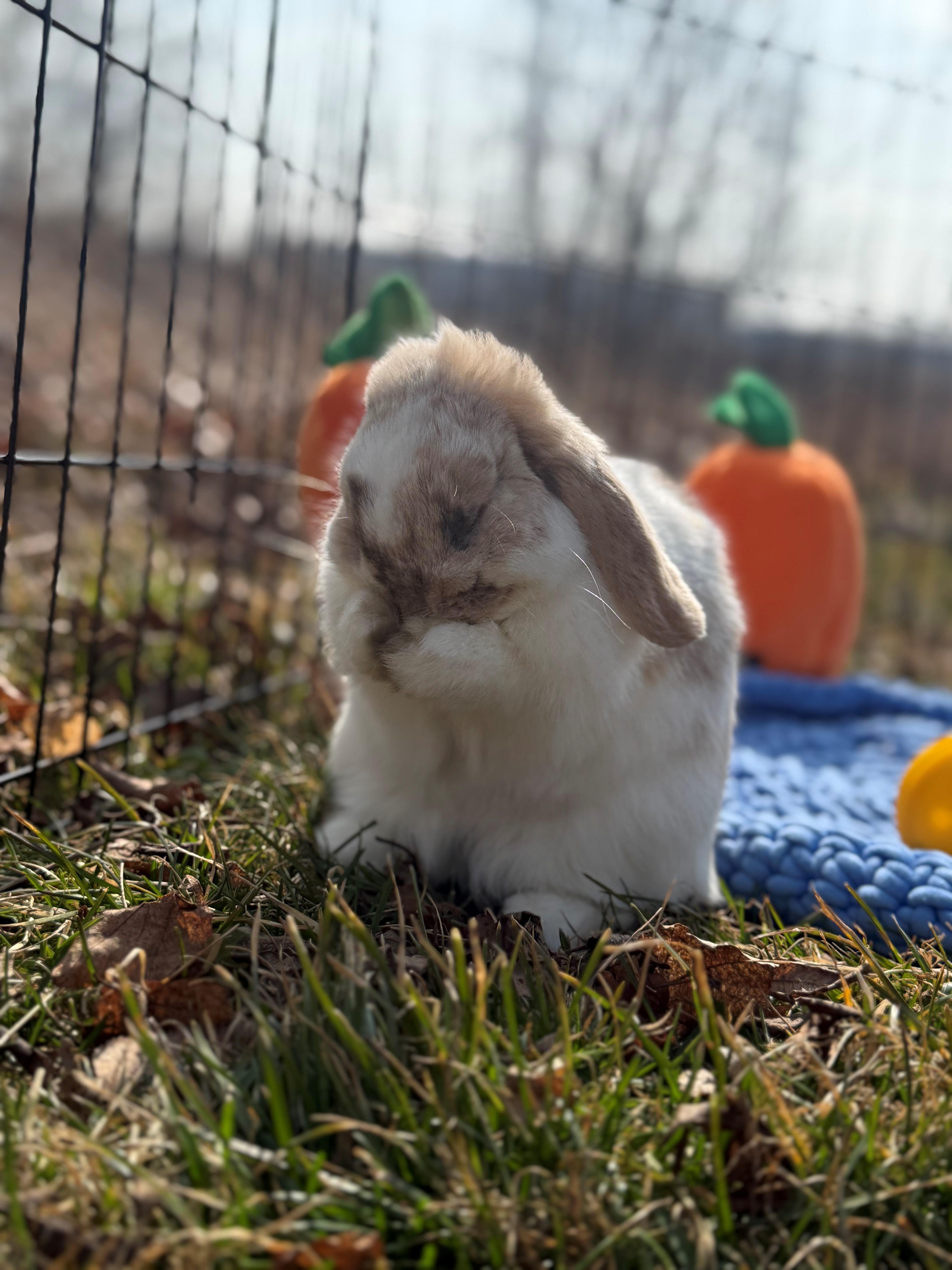 Lady Flopham, an adopted Lop Eared in Hamilton, ON image 2/5