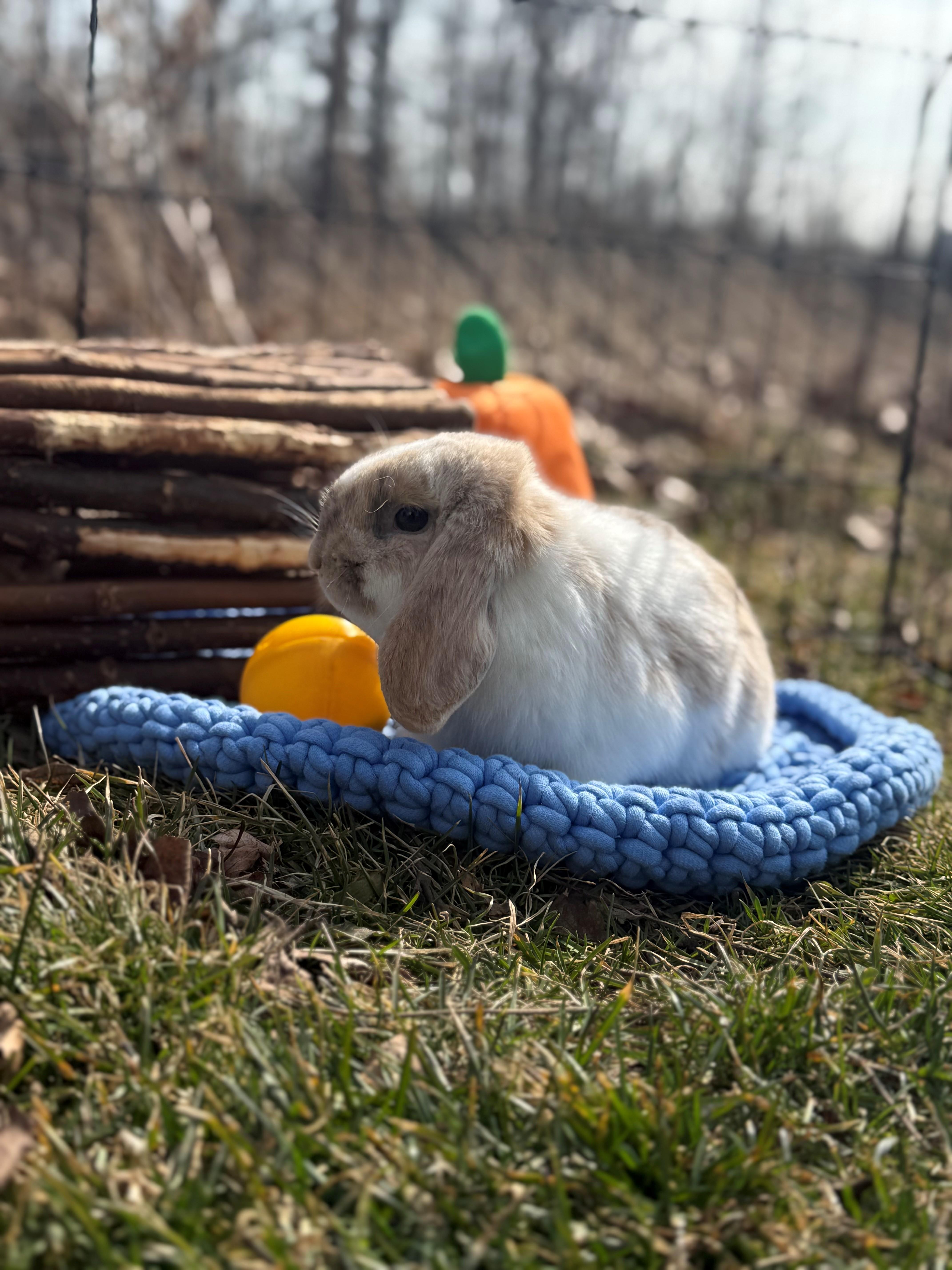 Lady Flopham, an adopted Lop Eared in Hamilton, ON image 3/5