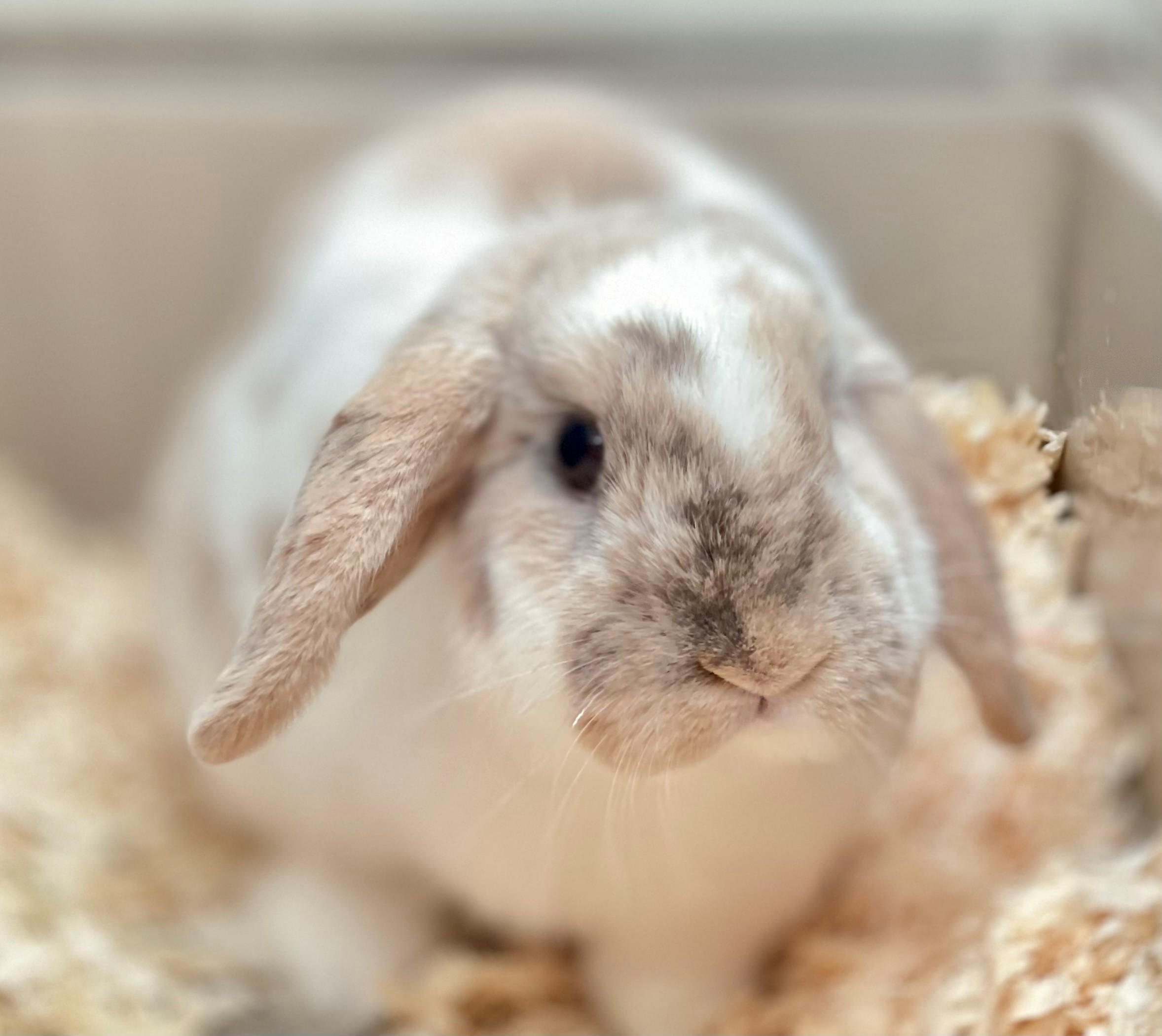 Lady Flopham, adoptable, Adult Female Lop Eared.
