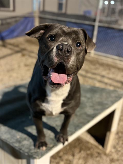 IVAN, Adoptable, Adult Male Pit Bull Terrier.