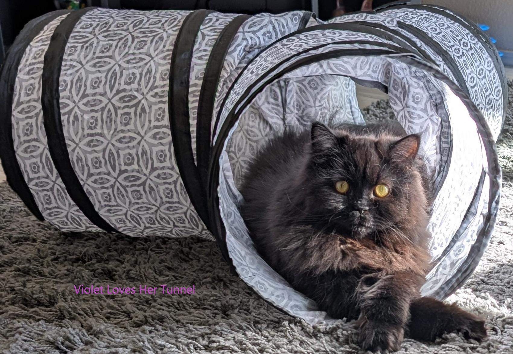 Enlarge Violet and Gus Gus THE PRETTIEST PERSIANS, a ADOPTABLE Persian in woodland, CA image 4/6