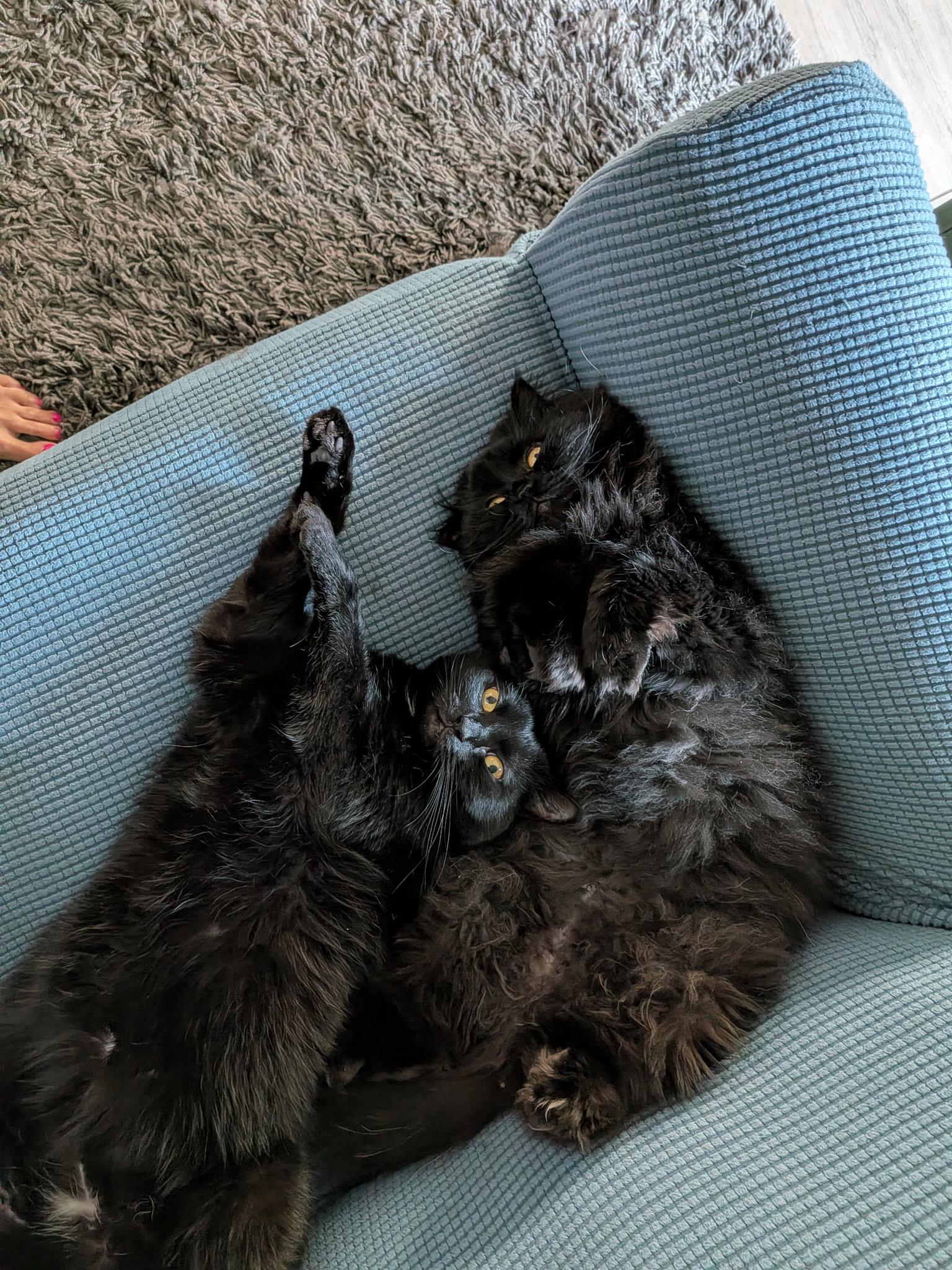 Violet and Gus Gus THE PRETTIEST PERSIANS, ADOPTABLE, Adult Female Persian.