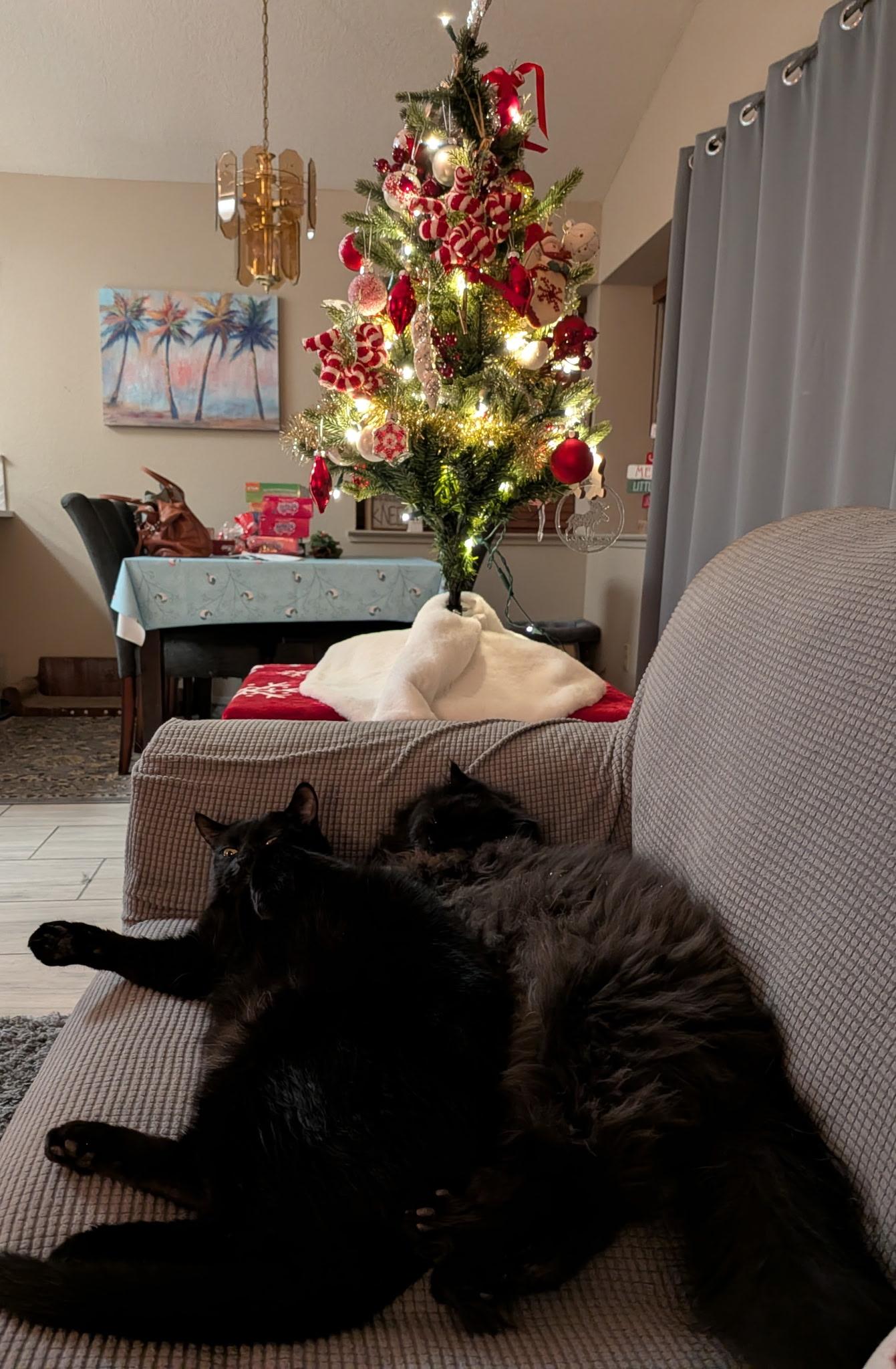 Enlarge Violet and Gus Gus THE PRETTIEST PERSIANS, a ADOPTABLE Persian in woodland, CA image 5/6