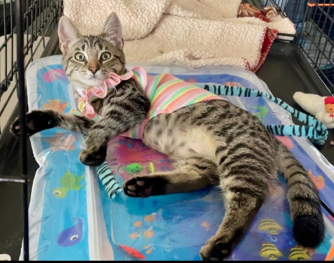 Lily, Adoptable, Young Female Domestic Short Hair.