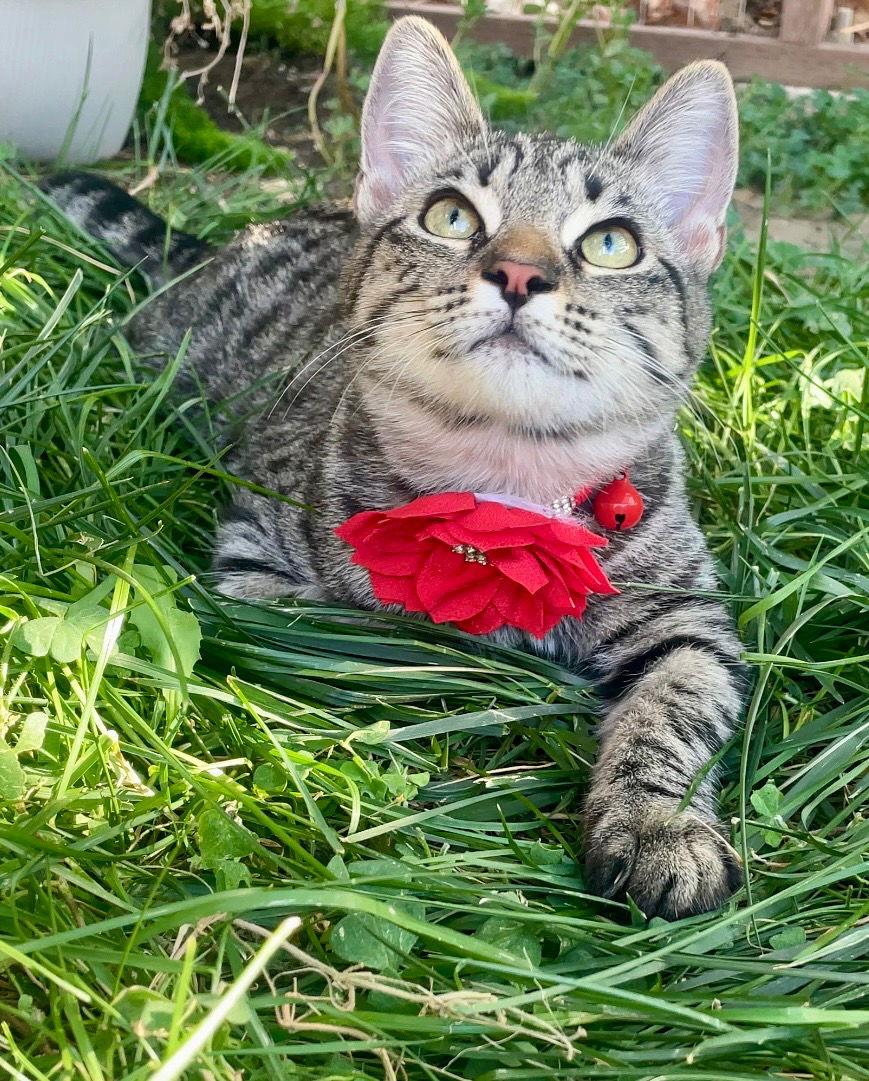 Enlarge Lily, a Adoptable Domestic Short Hair in danville, CA image 2/2