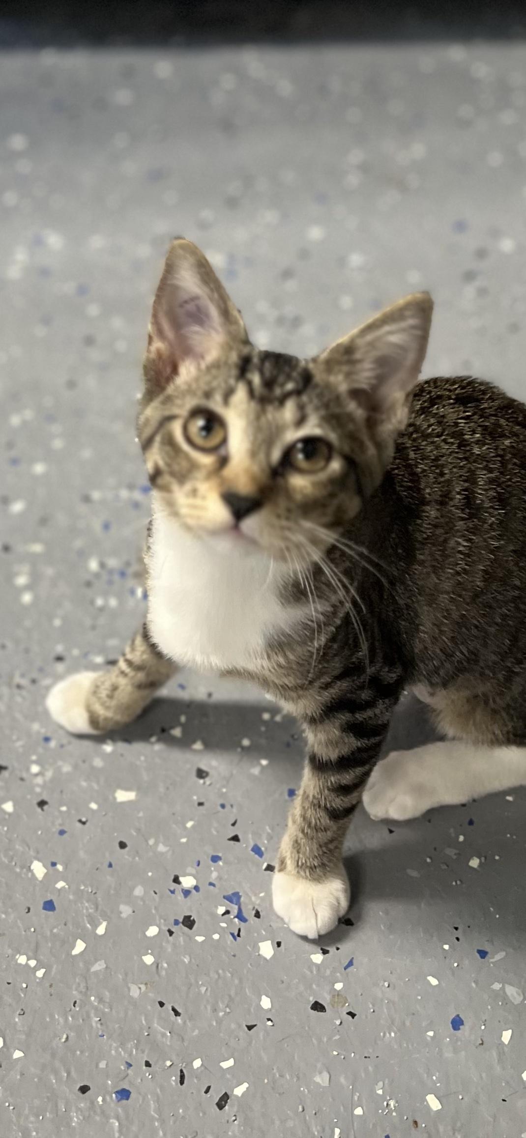 Enlarge Pearl, a ADOPTABLE Domestic Short Hair in Holland, MI image 2/5