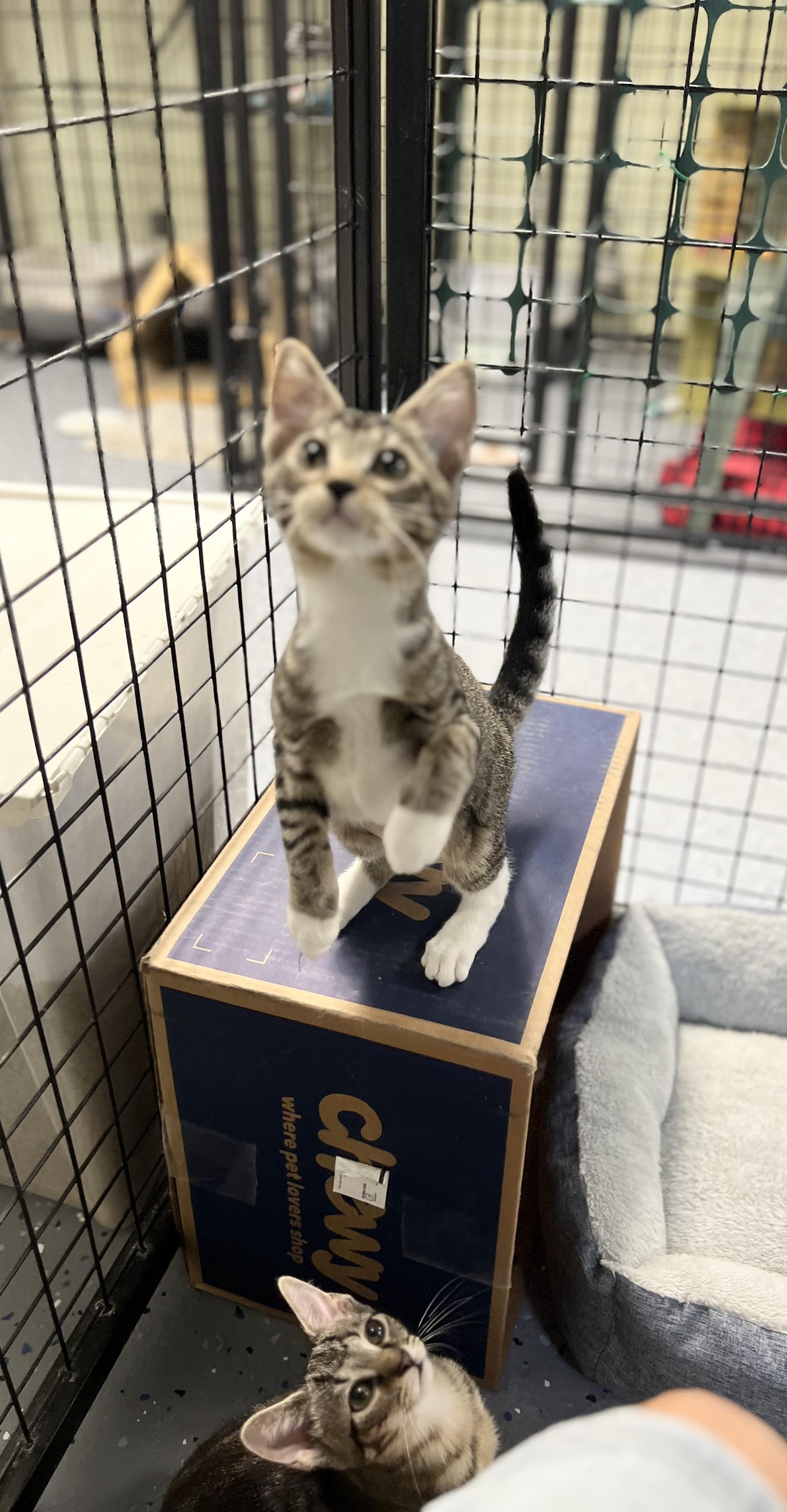 Enlarge Pearl, a ADOPTABLE Domestic Short Hair in Holland, MI image 4/5
