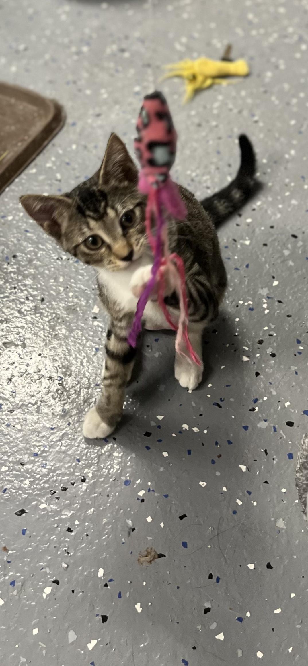 Enlarge Pearl, a ADOPTABLE Domestic Short Hair in Holland, MI image 3/5