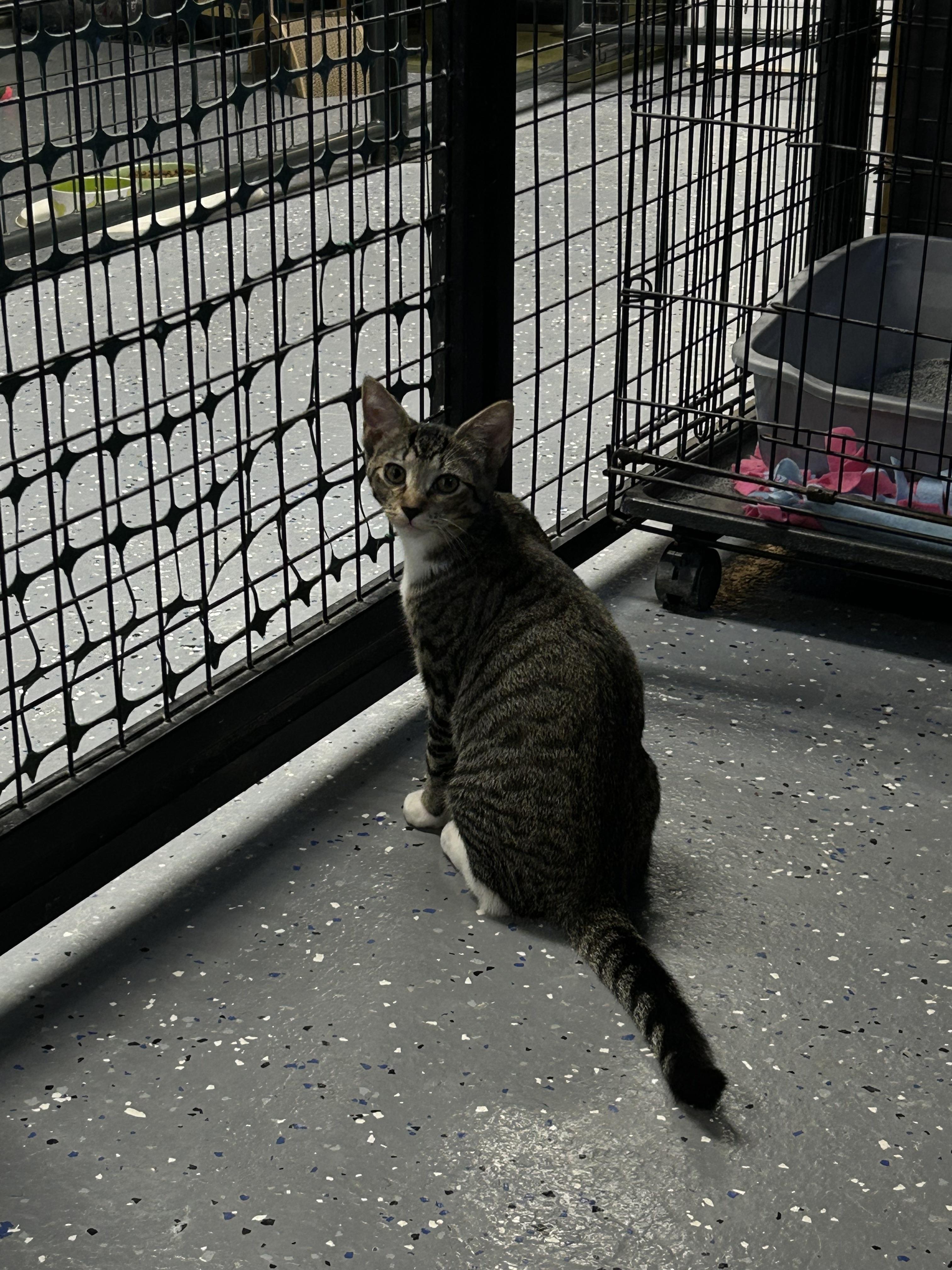 Enlarge Pearl, a ADOPTABLE Domestic Short Hair in Holland, MI image 5/5