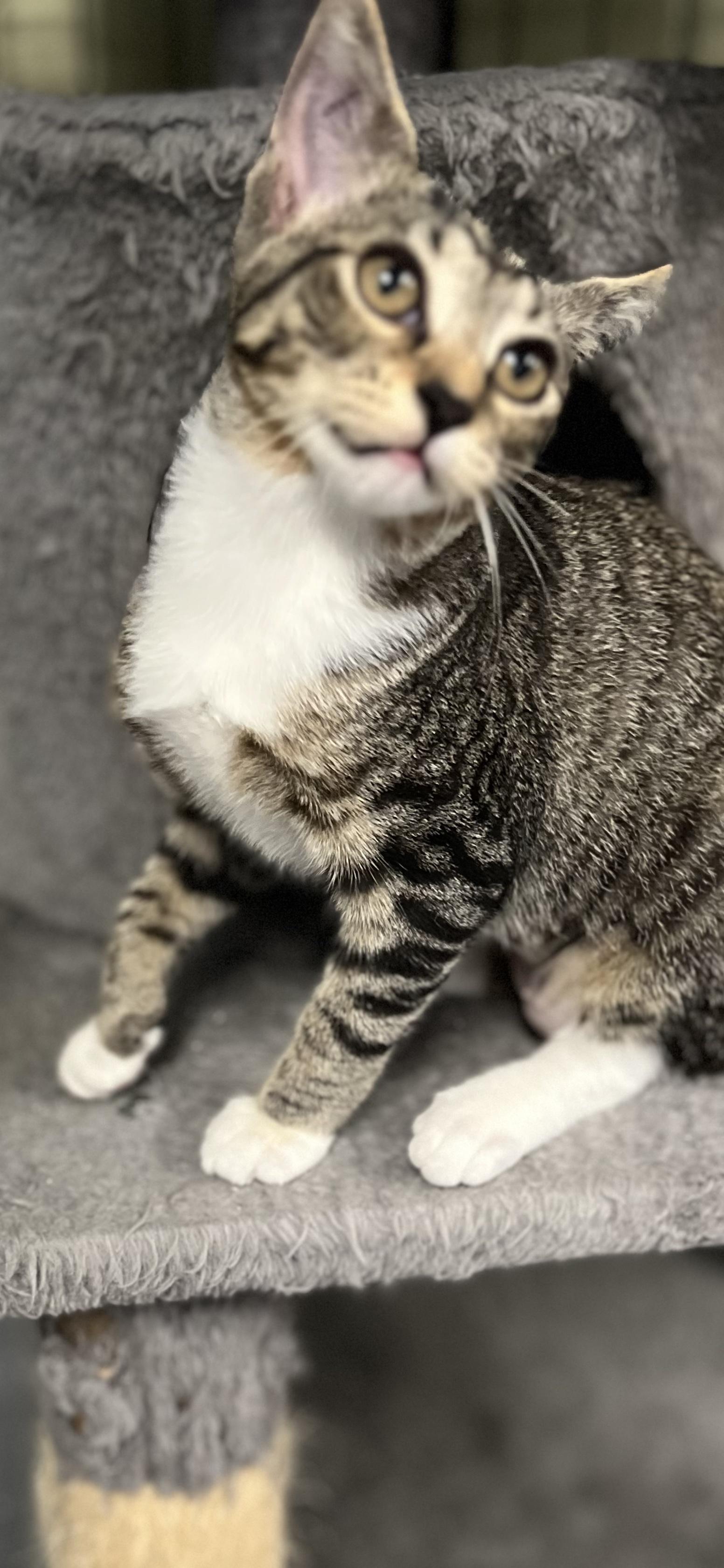 Enlarge Pearl, a ADOPTABLE Domestic Short Hair in Holland, MI image 1/5