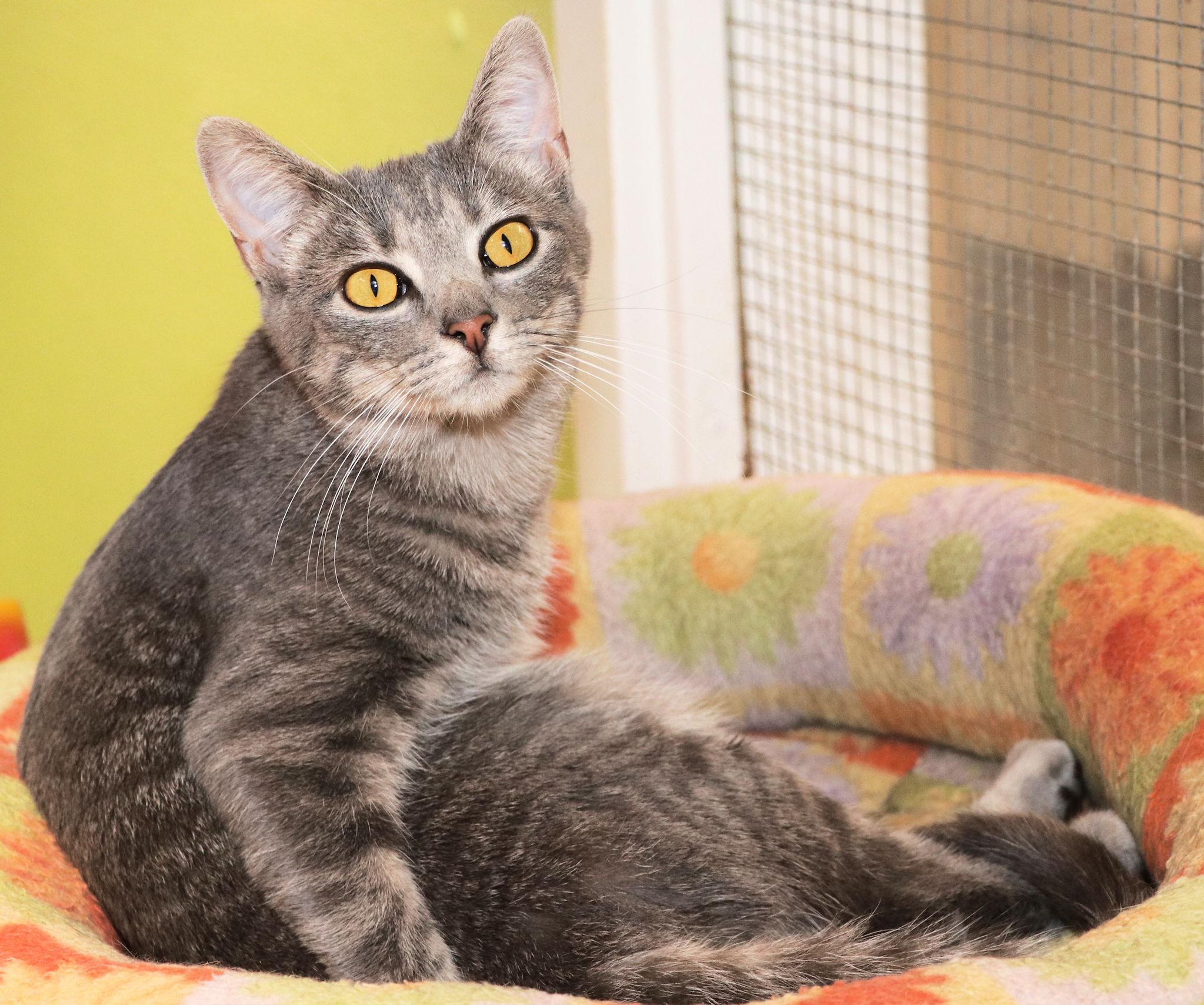 Enlarge Monica, a Adopted Domestic Short Hair in Cincinnati, OH image 3/3