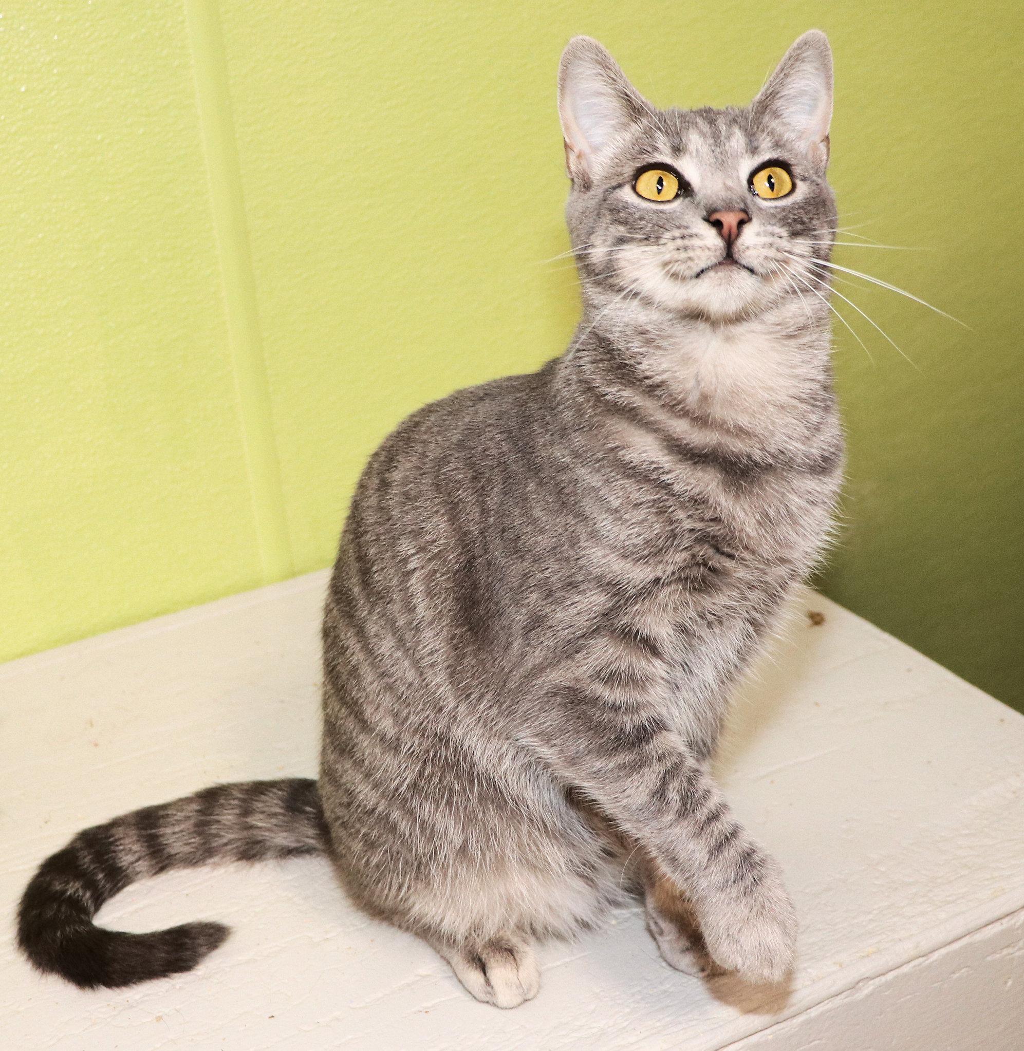 Enlarge Monica, a Adopted Domestic Short Hair in Cincinnati, OH image 2/3